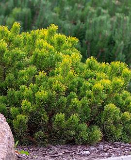 Pinus mugo pumilio Pot 10 liter 40 - 50 cm