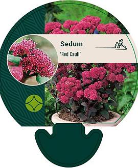 Sedum 'Red Cauli' Pot 9 cm