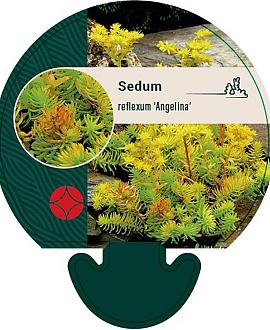 Sedum reflexum 'Angelina' Pot 9 cm