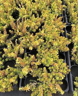 Sedum reflexum 'Angelina' Pot 9 cm