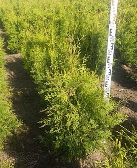 Thuja occ. 'Brabant' Kluit 80 - 100 cm