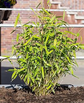 Fargesia murielae 'Simba' Pot 10 liter 80 - 100 cm