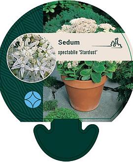 Sedum spectabile 'Stardust' Pot 9 cm