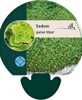Sedum spurium 'Album' Pot 9 cm