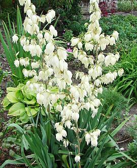 Yucca filamentosa Pot 5 Liter 40 - 50 cm
