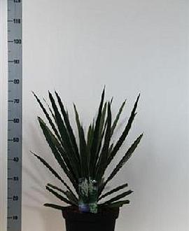 Yucca filamentosa Pot 7,5 Liter 40 - 50 cm