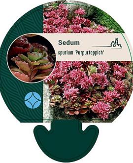 Sedum spurium 'Purpurteppich' Pot 9 cm