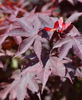 Acer pal. 'Bloodgood' Pot 500 liter 400 - 450 cm Meerstammig