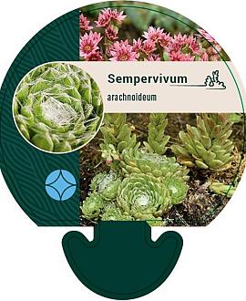 Sempervivum arachnoideum Pot 9 cm