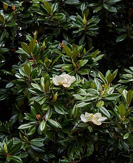 Magnolia grandiflora Pot 45 Liter 125 - 150 cm Meerstammig