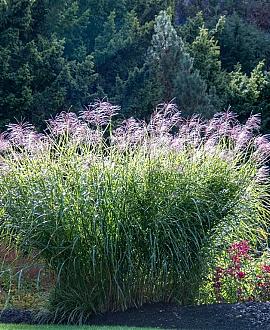 Miscanthus sin. 'Flamingo' Pot 9 cm
