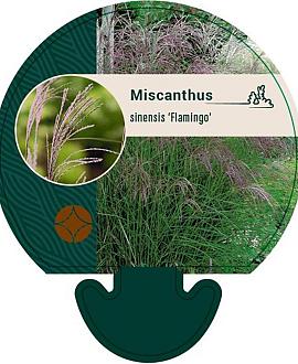 Miscanthus sin. 'Flamingo' Pot 9 cm