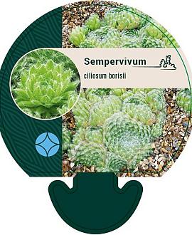 Sempervivum ciliosum borisii Pot 9 cm
