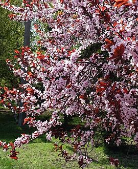 Prunus cistena Pot 90 liter 150 - 175 cm Meerstammig