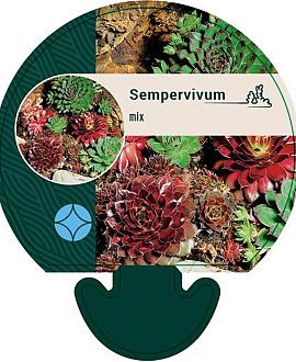 Sempervivum Gemengd Pot 9 cm
