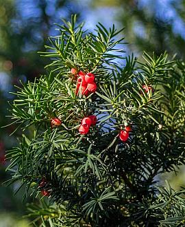 Taxus baccata Pot 350 liter 250 - 300 cm Meerstammig