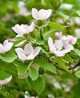 Cydonia o. 'Champion' Pot 130 liter Halfstam (Stamomtrek 20-25 cm)