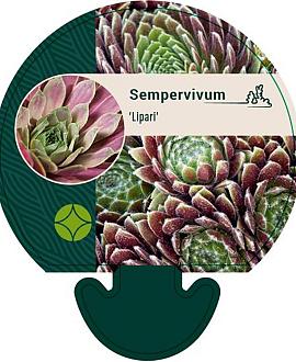 Sempervivum 'Lipari' Pot 9 cm