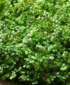 Soleirolia soleirolii Pot 9 cm