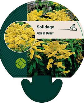 Solidago 'Golden Dwarf' Pot 9 cm