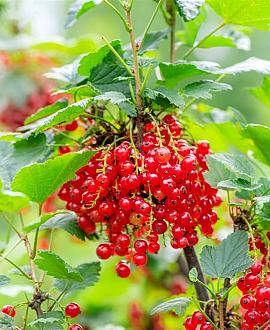 Ribes r. 'Jonkheer van Tets' Pot 7,5 Liter 80 - 100 cm