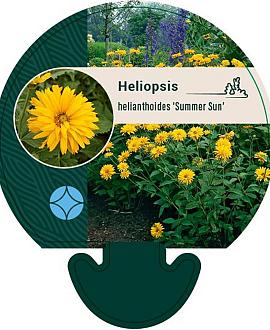 Heliopsis h. 'Summer Sun' Pot 9 cm