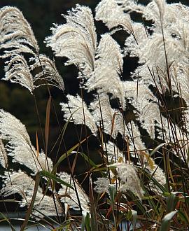 Miscanthus sin. 'Graziella' Pot 9 cm