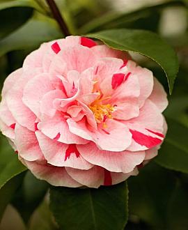 Camellia j. 'Bonomiana' Pot 5 Liter 60 - 70 cm
