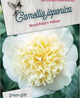 Camellia j. 'Brushfield's Yellow' Pot 5 Liter 60 - 70 cm
