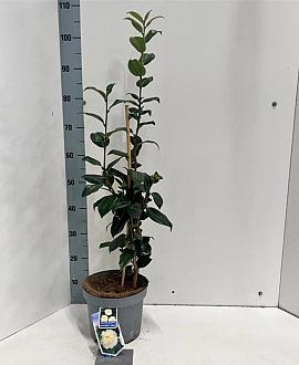 Camellia j. 'Brushfield's Yellow' Pot 5 Liter 60 - 70 cm