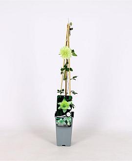Clematis florida 'Alba Plena' Pot 2 Liter