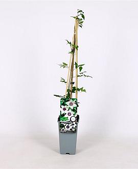 Clematis florida sieboldiana Pot 2 Liter