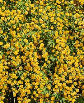 Kerria jap. 'Pleniflora' Pot 2 Liter