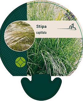 Stipa capillata Pot 9 cm