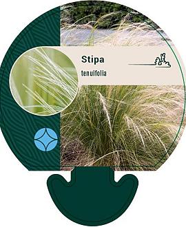 Stipa tenuifolia Pot 9 cm