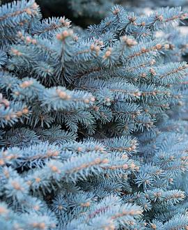 Picea pungens 'Super Blue' In pot 100 - 125 cm