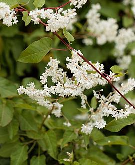 Fallopia aubertii Pot 2 Liter