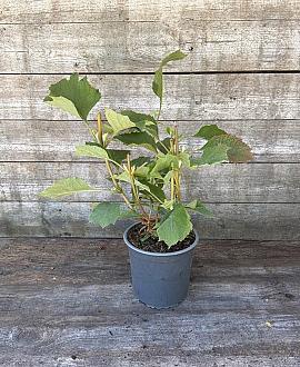 Hydrangea querc. 'Snowflake' Pot 2,5 Liter