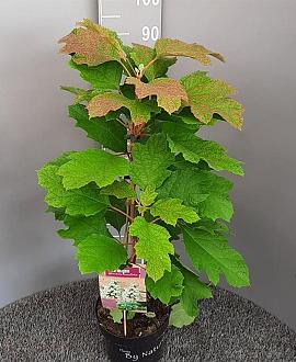 Hydrangea querc. 'Snowflake' Pot 2,5 Liter