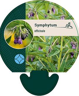 Symphytum officinale Pot 9 cm