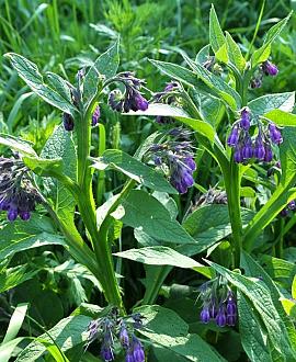 Symphytum officinale Pot 9 cm