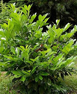 Prunus l. 'Rotundifolia' Pot 7,5 Liter 60 - 80 cm
