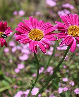 Tanacetum (C) 'Robinson's Red' Pot 9 cm