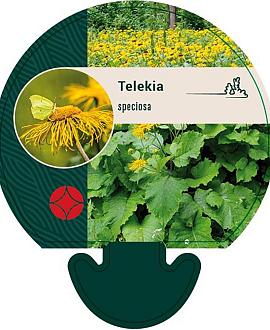 Telekia speciosa Pot 9 cm