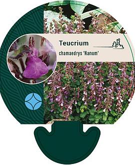 Teucrium cham. 'Nanum' Pot 9 cm