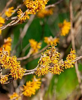 Hamamelis int. 'Aphrodite' Pot 3 Liter 30 - 40 cm