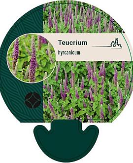 Teucrium hyrcanicum Pot 9 cm