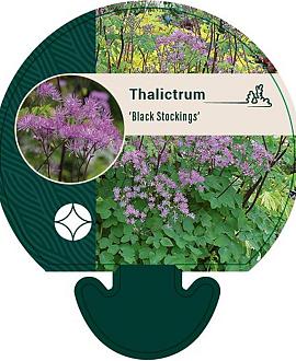 Thalictrum 'Black Stockings' Pot 9 cm