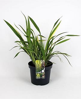 Phormium cook. 'Tricolor' Pot 7,5 Liter 