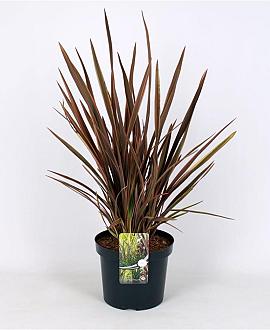 Phormium 'Sundowner' Pot 7,5 Liter 60 - 80 cm